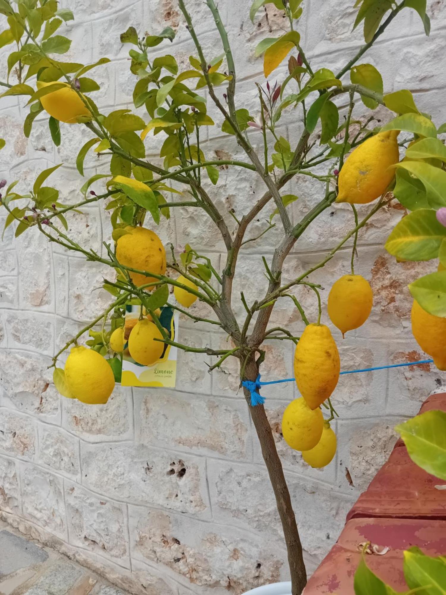 Villa Il Leccio - Trulli Cisternino Dış mekan fotoğraf